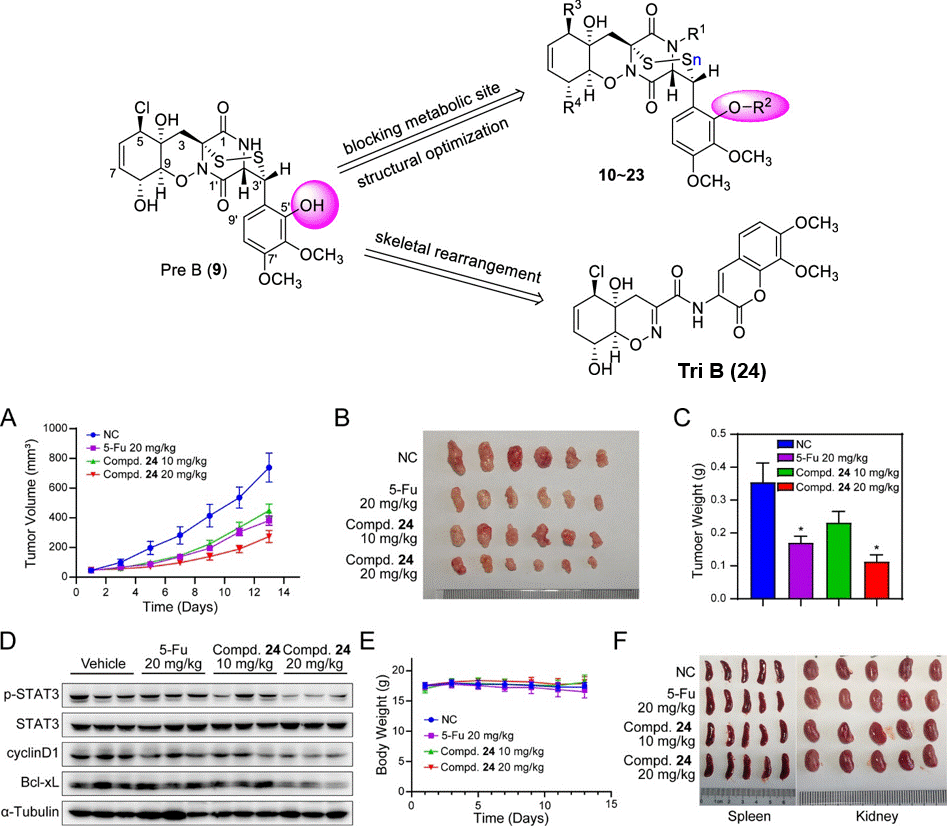 【王長云&劉志清課題組、楊金波課題組】在Journal of Medicinal Chemistry發表靶向JAK/STAT3信號通路海洋天然產物Pre B結構優化的最新進展